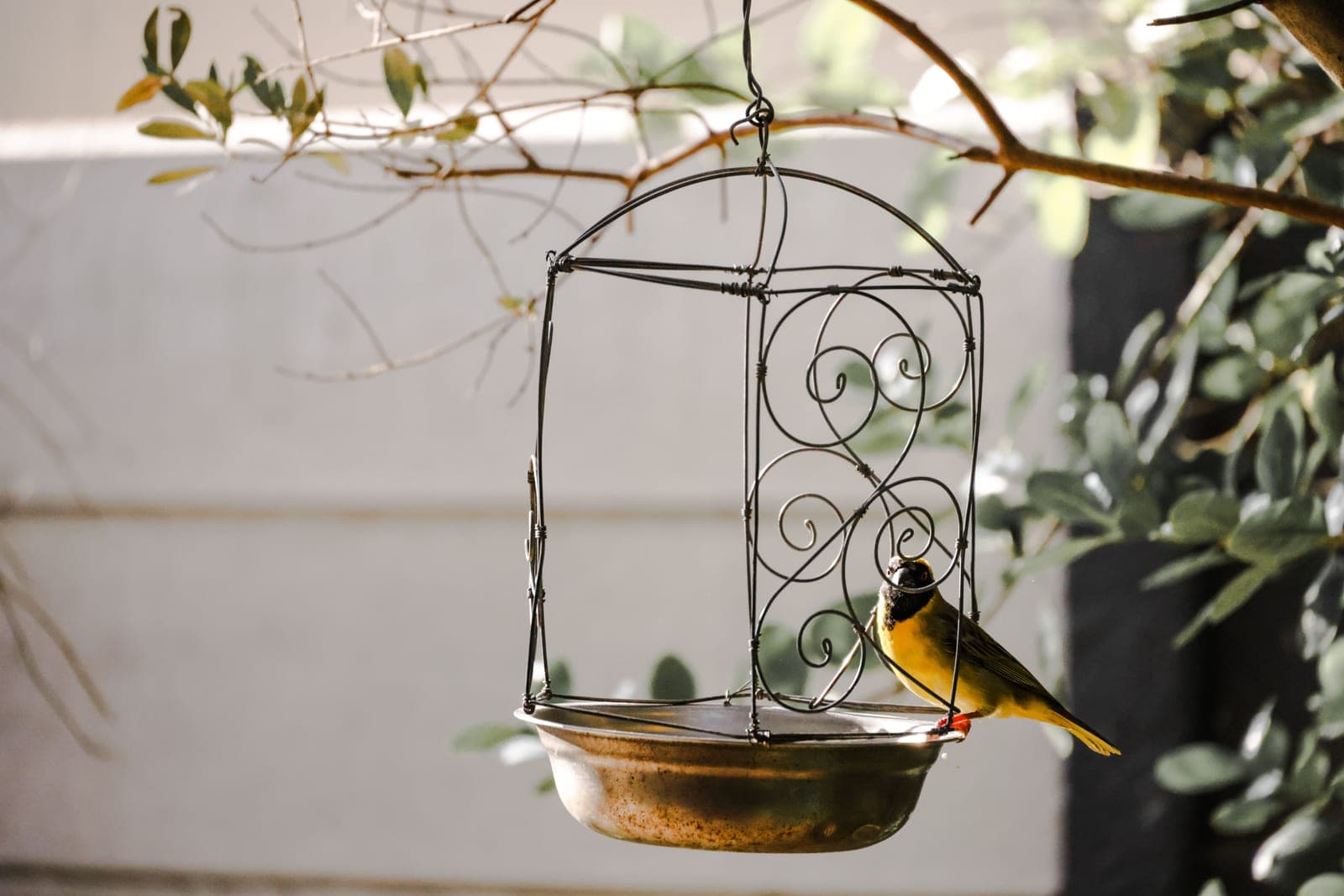 A small yellow bird perched on an ornate garden bird feeder