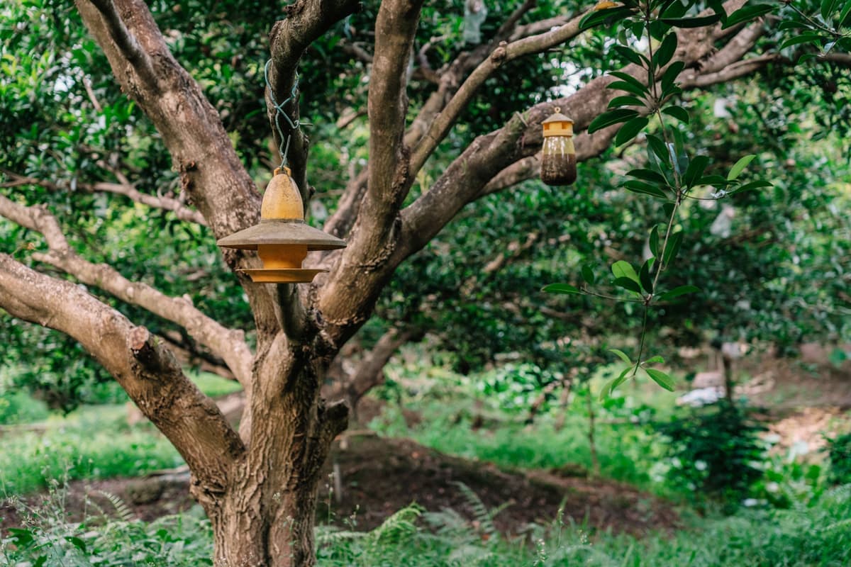 Bird feeders hanging from a tree branch in a green garden
