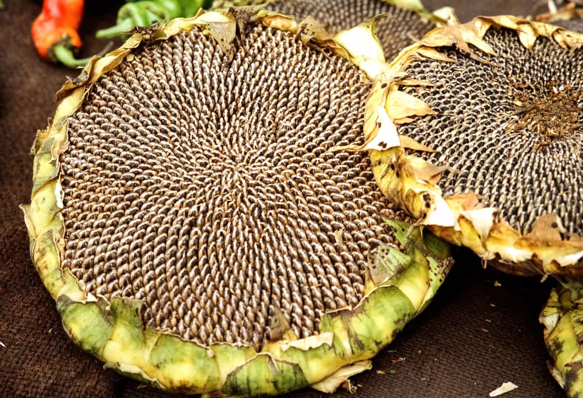 Close-up of dried sunflower heads and black oil sunflower seeds