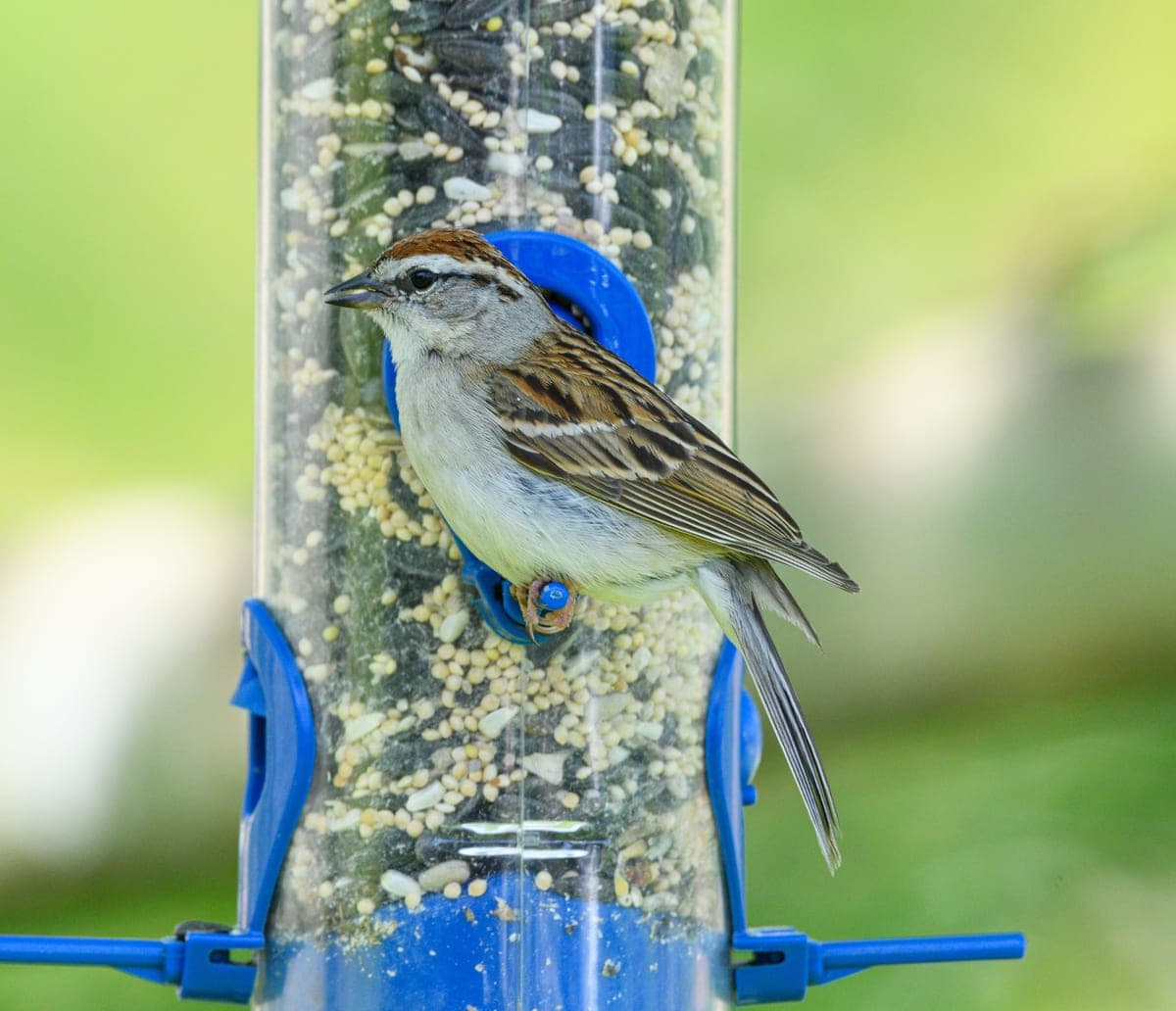 A sparrow perched on a seed-filled bird feeder in a garden