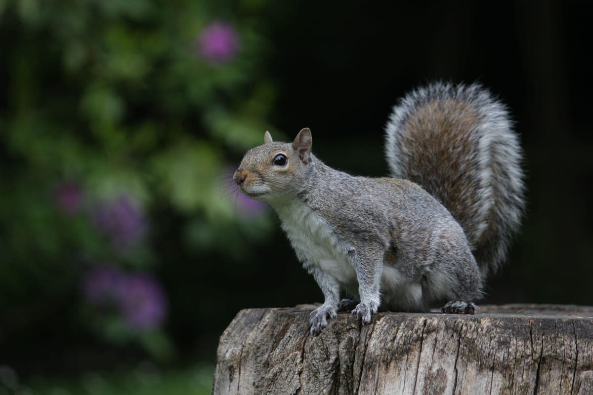 A gray squirrel on a tree stump in a garden